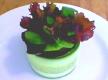 Spring Lettuce In A Cucumber Vase